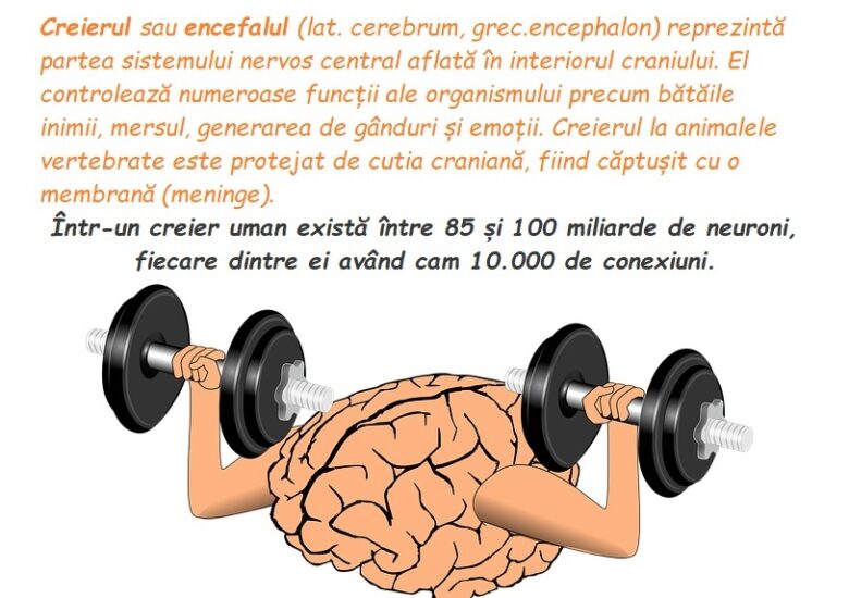 Creierul, unul dintre marile mistere