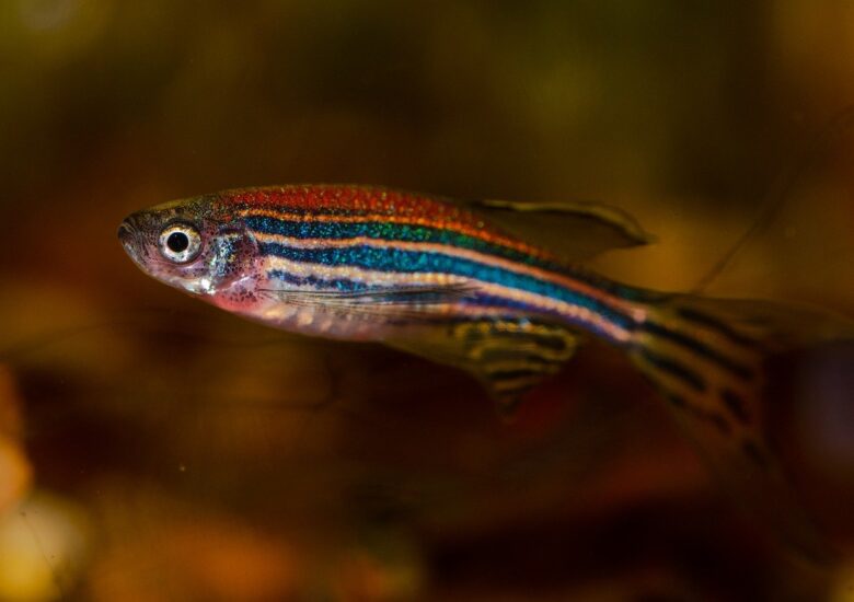 Legături nebănuite între peștele zebră și scleroza multiplă