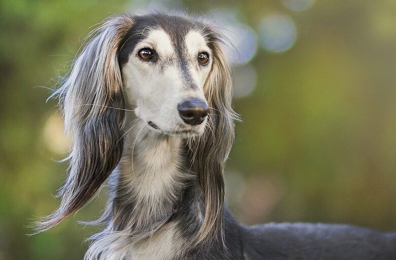 O boală care afectează câinii, seamănă izbitor cu Scleroza Multiplă!