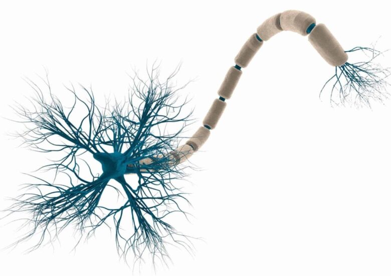 Strategii pentru restabilirea mielinei pe celulele nervoase deteriorate