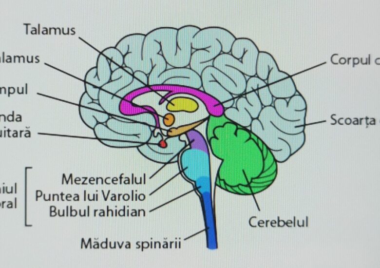 Trunchiul cerebral