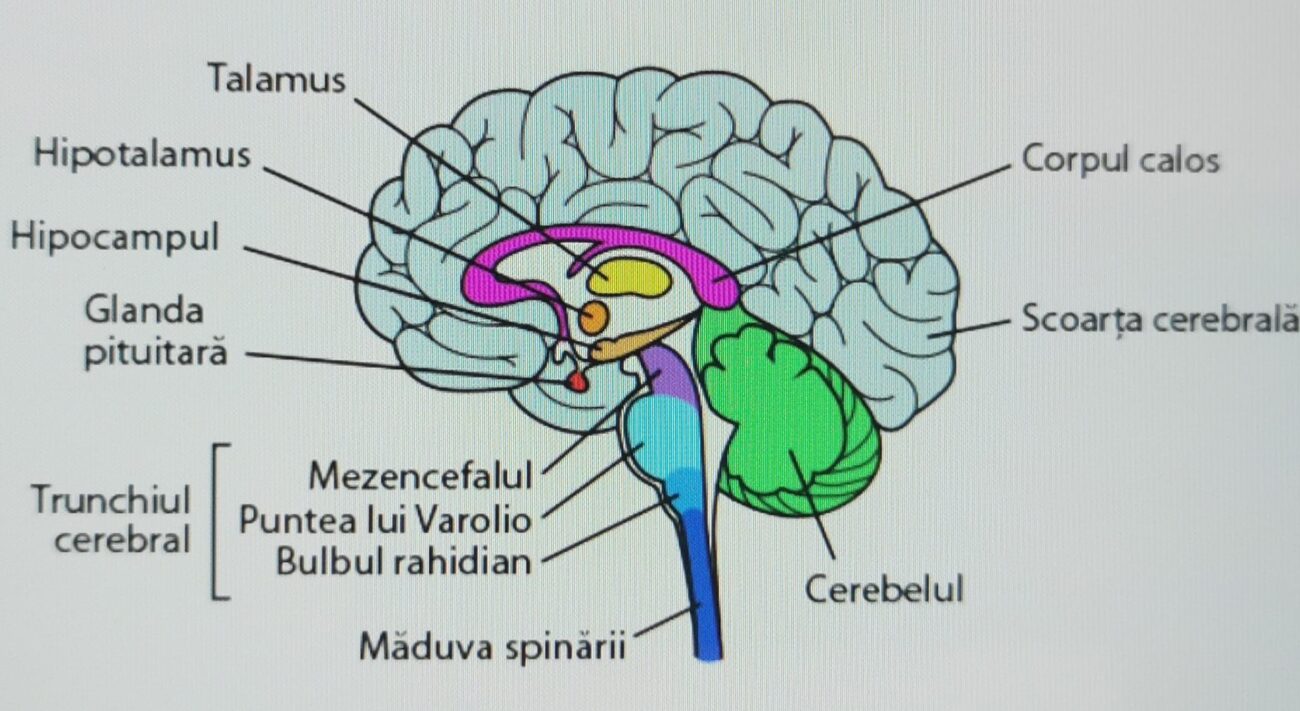 Trunchiul cerebral