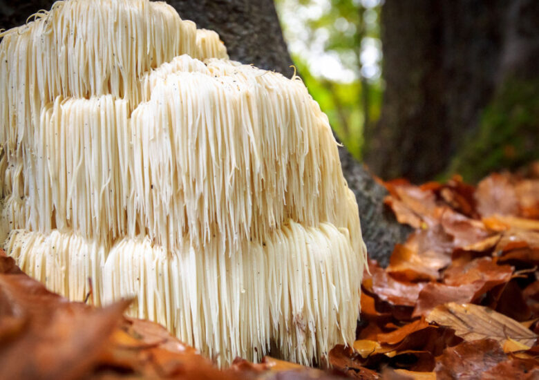 Coama leului și scleroza multiplă: este eficientă?