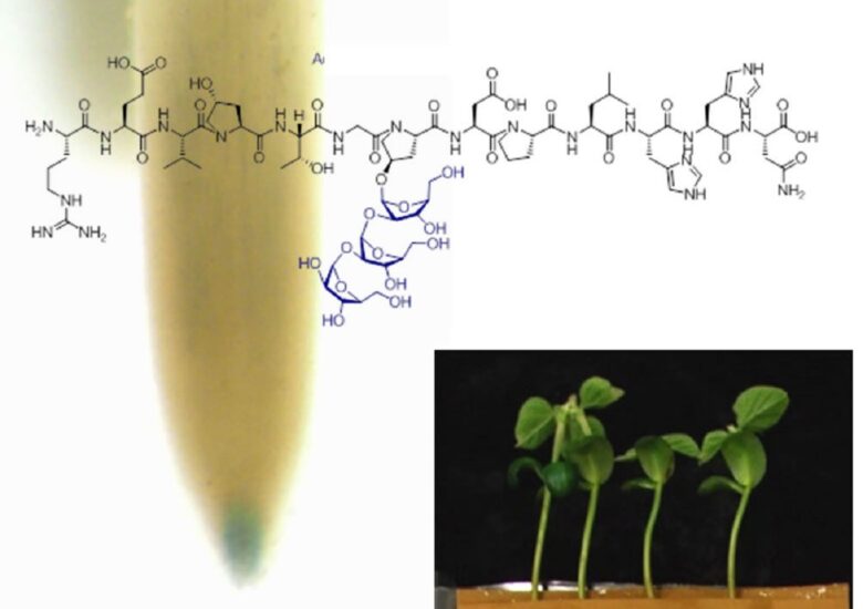 Peptidele ca potențial medicament candidat pentru tratarea sclerozei multiple