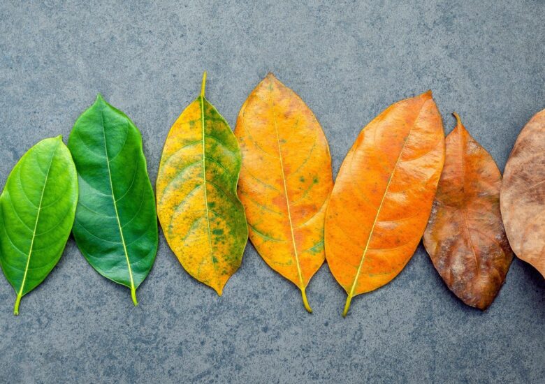 Efectul schimbărilor sezoniere asupra sclerozei multiple