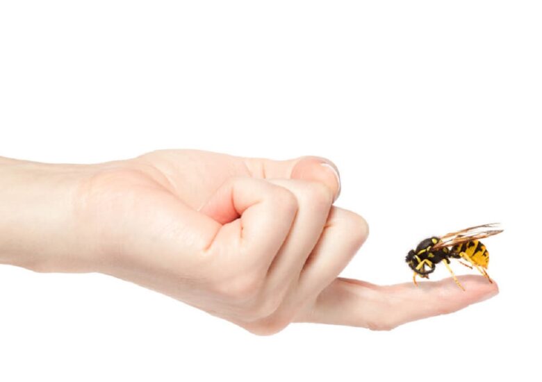 Terapia înțepăturii de albine pentru scleroza multiplă. Beneficii discutabile și riscuri certe asociate cu utilizarea veninului de albine